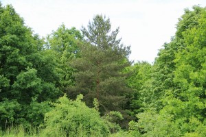 Klimatické poměry na Slovensku