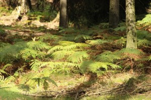 Klimatické poměry na Slovensku
