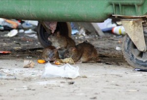 obyvatelé Omsku si všimli potkanů u popelnic