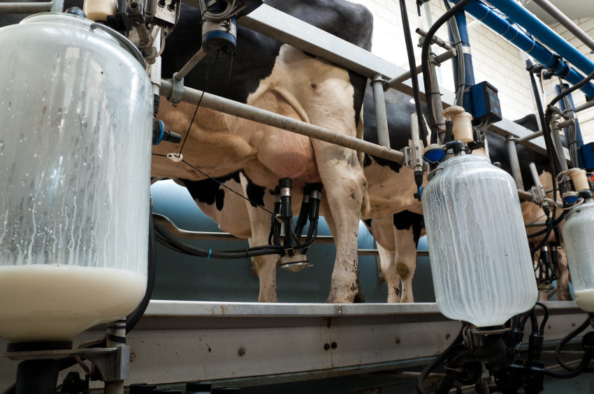 Kanadský farmář byl nucen vylít 30 000 litrů mléka při prudce rostoucích cenách mléčných výrobků