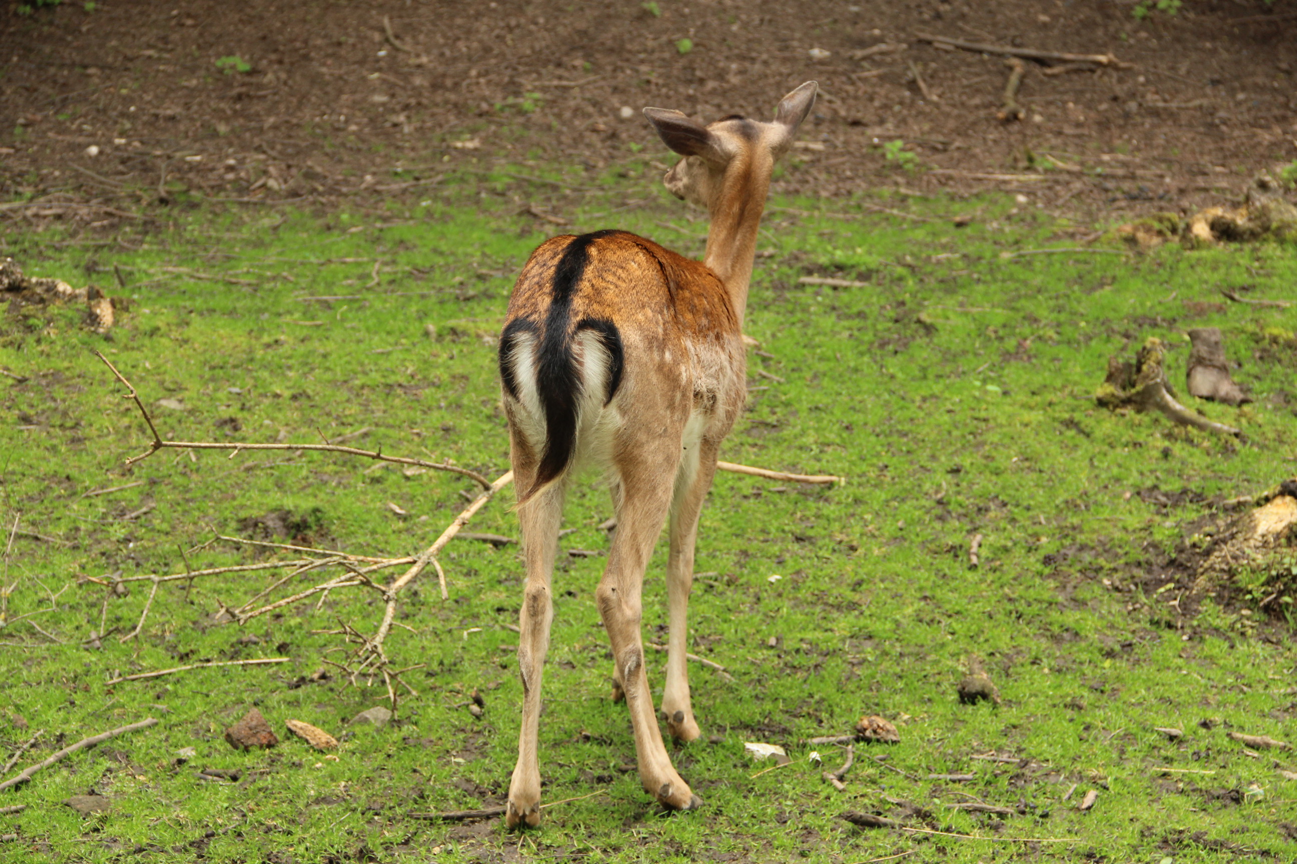 Společenství vlastníků STUDNA Poděbradská 572, 573 a 574 , Praha IČO 2419209