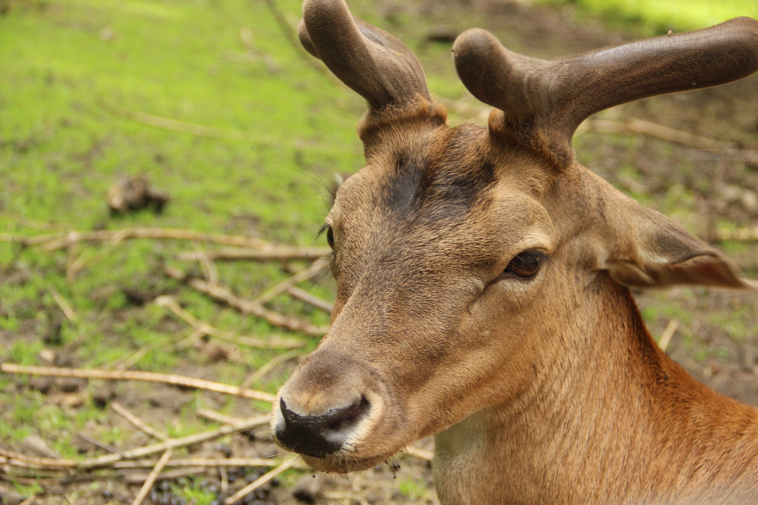 Společenství vlastníků STUDNA Poděbradská 572, 573 a 574 , Praha IČO 2419209